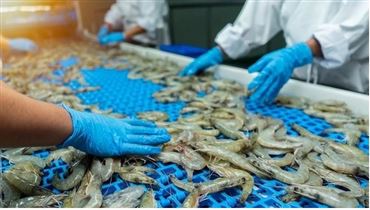 Xây dựng và phát triển thương hiệu tôm giống Bình Thuận