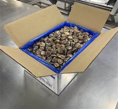 Nghêu nâu đông lạnh, còn vỏ